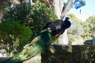 Another peacock!
