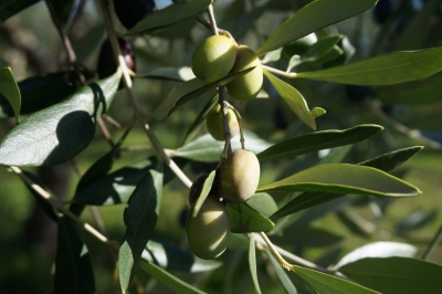 Olives