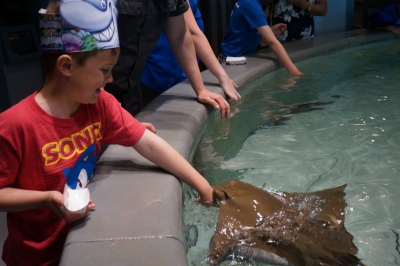 Max feeding stingrays